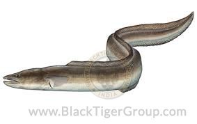 conger-eel-black