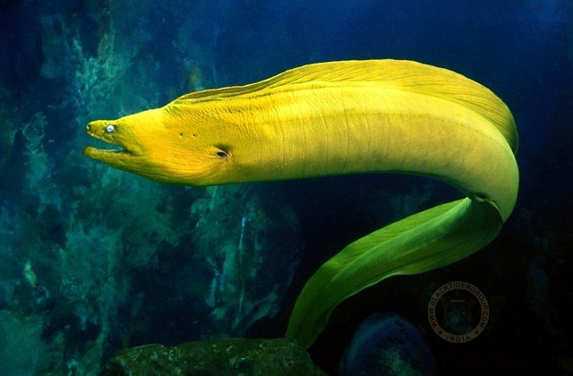 conger-eel-yellow